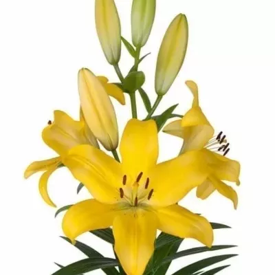 Lilium LA TENNO