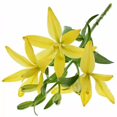 LILIUM LA TWINLIFE GOLD 85cm/4+