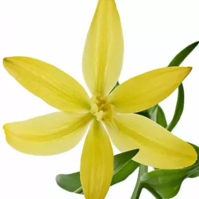 LILIUM LA TWINLIFE GOLD 85cm/4+