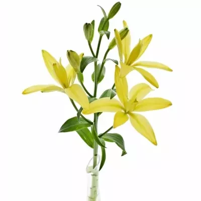 LILIUM LA TWINLIFE GOLD 85cm/4+