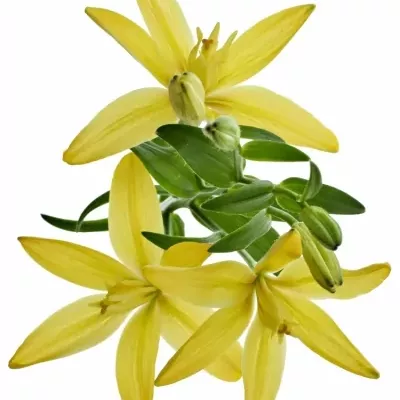 LILIUM LA TWINLIFE GOLD 85cm/4+