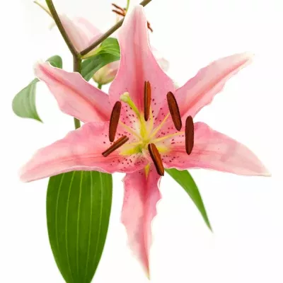 LILIUM OR AKTIVA