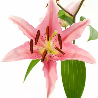 LILIUM OR AKTIVA