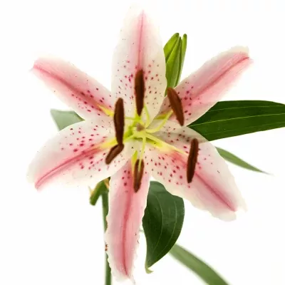 LILIUM OR ALLIANCE