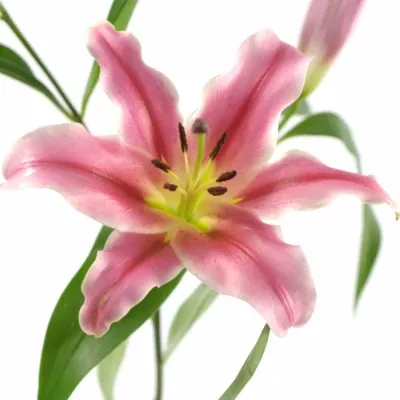 LILIUM OR AMAROSSI