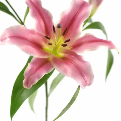 LILIUM OR AMAROSSI