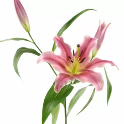 LILIUM OR AMAROSSI