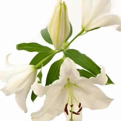 LILIUM OR CLEARWATER