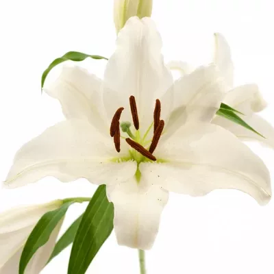 LILIUM OR CLEARWATER