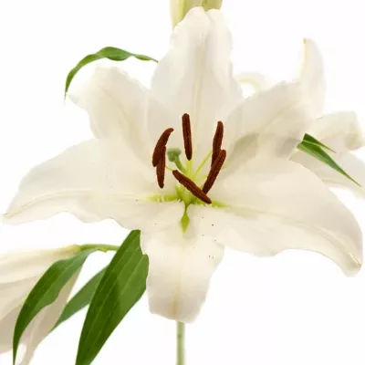 LILIUM OR CLEARWATER