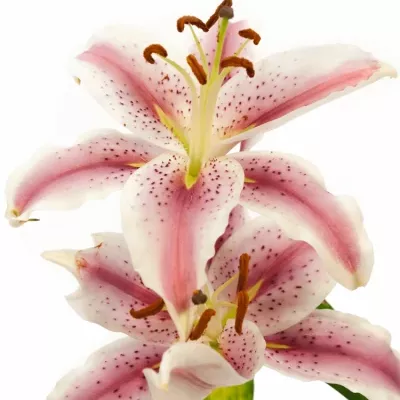 LILIUM OR CURIE 70cm/2+