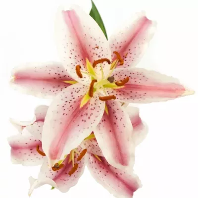 LILIUM OR CURIE 70cm/2+