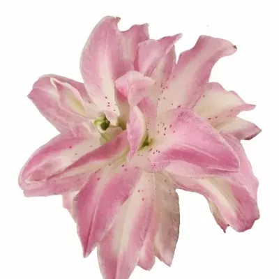 LILIUM OR DU LOTUS DREAM