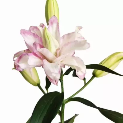 LILIUM OR DU LOTUS DREAM