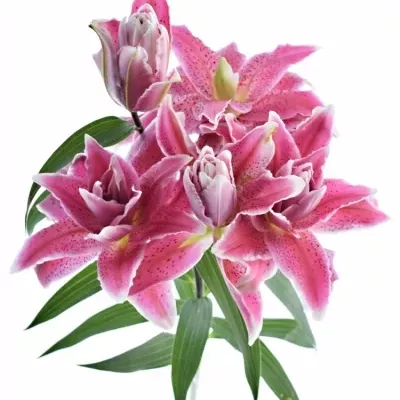 LILIUM OR DU ROSELILY DORIA