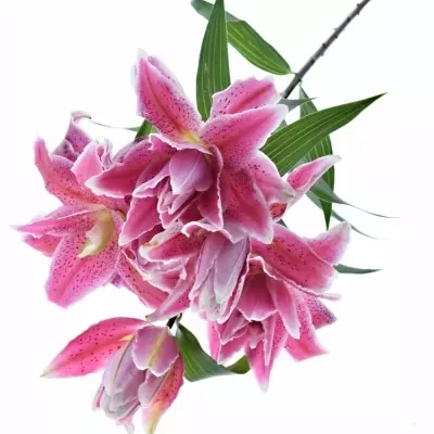 LILIUM OR DU ROSELILY DORIA