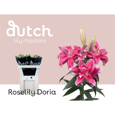 Ľalie OR DU ROSELILY DORIA 85 cm / 3+