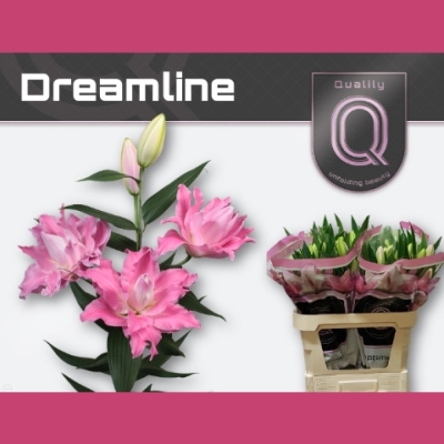 LILIUM OR DU ROSELILY DREAMLINE