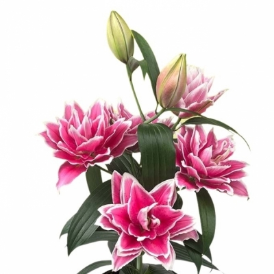 LILIUM OR DU ROSELILY SAMANTHA