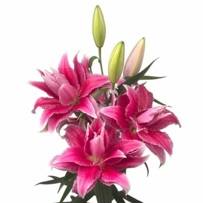 LILIUM OR DU ROSELILY THALIA  100cm/4  LIMITED