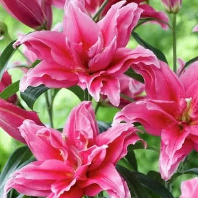 LILIUM OR DU ROSELILY THALIA  100cm/4  LIMITED