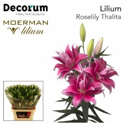 LILIUM OR DU ROSELILY THALIA  100cm/4  LIMITED