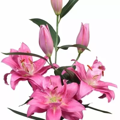 LILIUM OR DU TWYFORD