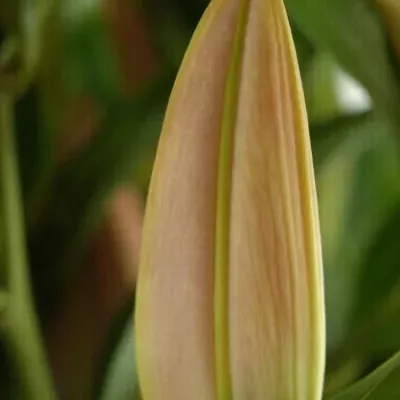 LILIUM OR EMANI