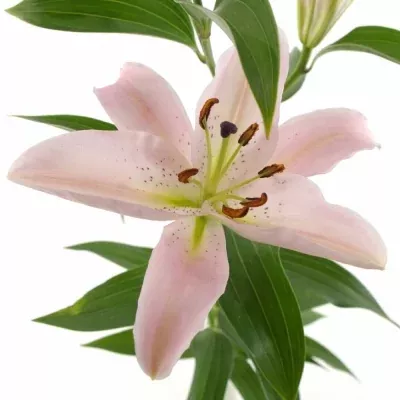 LILIUM OR EMANI