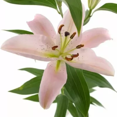 LILIUM OR EMANI