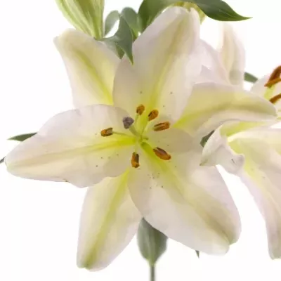 LILIUM OR FENICE