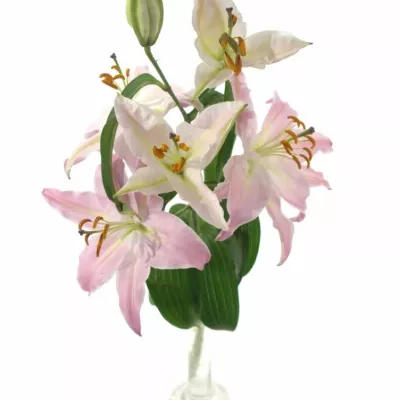 LILIUM OR JUSTINA