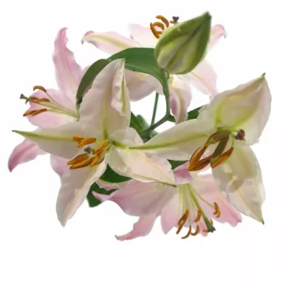 LILIUM OR JUSTINA