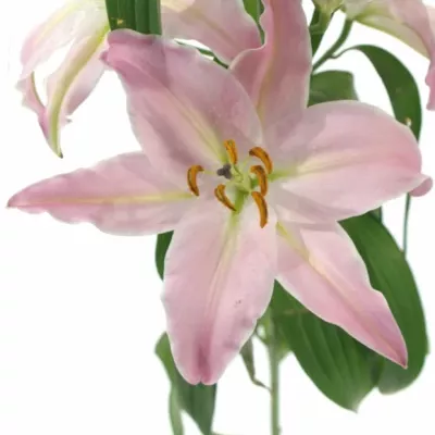 LILIUM OR JUSTINA