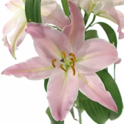 LILIUM OR JUSTINA