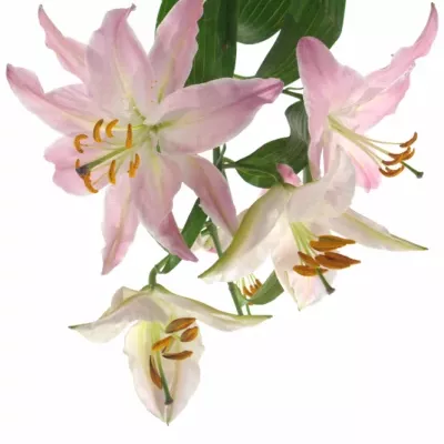 LILIUM OR JUSTINA