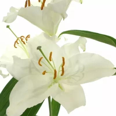 LILIUM OR KAYENTA