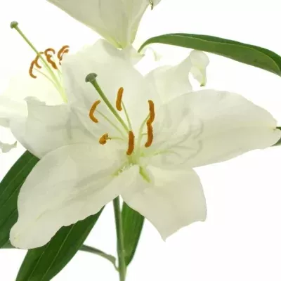 LILIUM OR KAYENTA