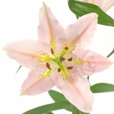 LILIUM OR LE CHIC