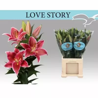 LILIUM OR LOVE STORY 