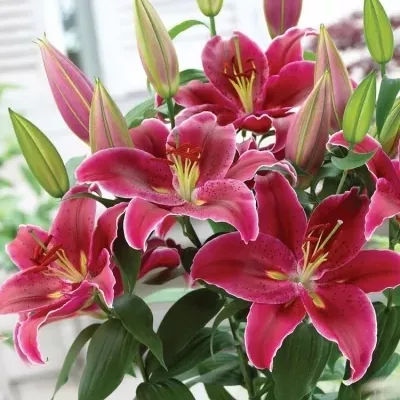 LILIUM OR LOVE STORY