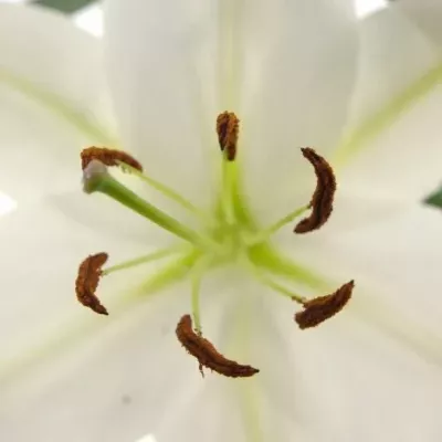 LILIUM OR MOSCOW