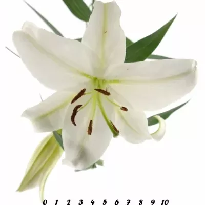 LILIUM OR MOSCOW