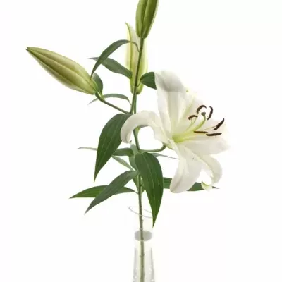 LILIUM OR MOSCOW