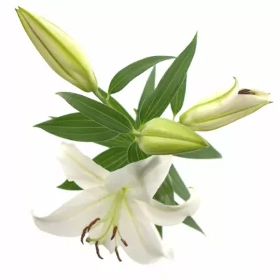 LILIUM OR MOSCOW