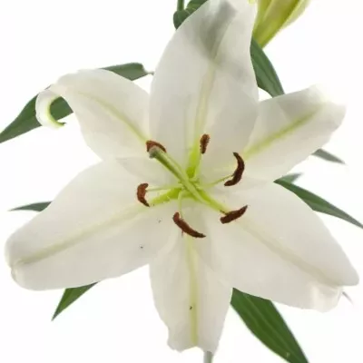 LILIUM OR MOSCOW