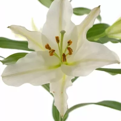 LILIUM OR RIALTO