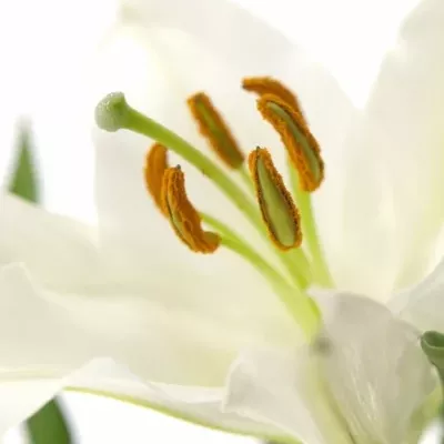 LILIUM OR RIALTO