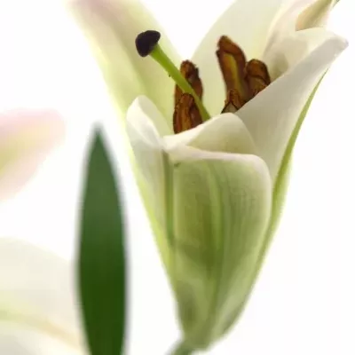 LILIUM OR TIMEZONE 