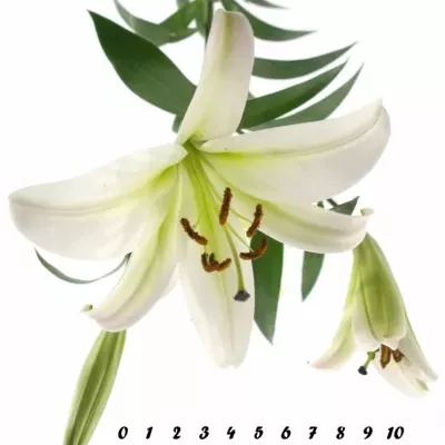 LILIUM OR TIMEZONE 